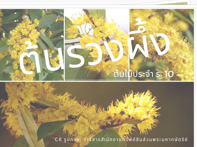 Images/Blog/i68yRdmU-Blog ต้นรวงผึ้ง.png