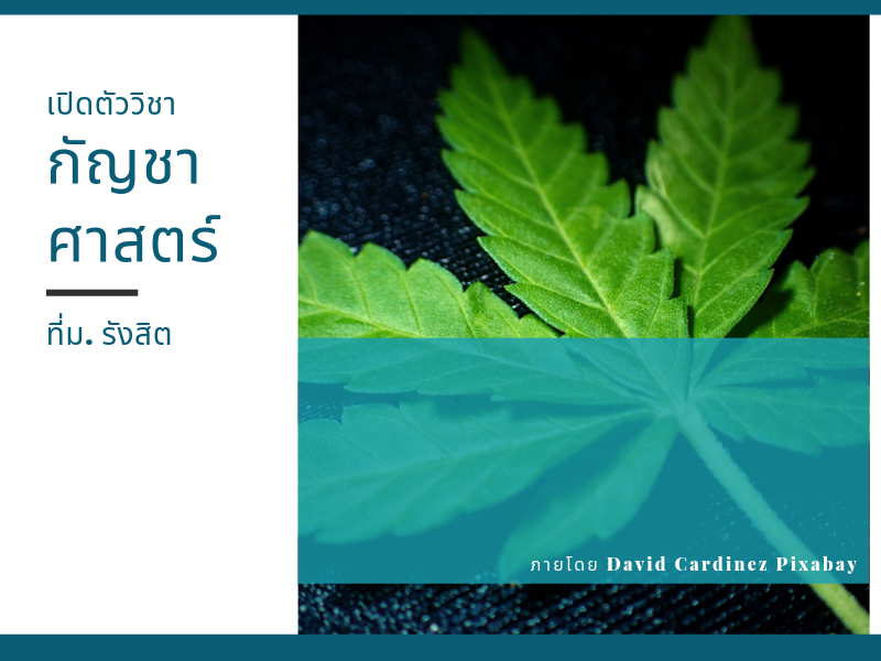 Images/Blog/qJ6Mbt7k-Blog กัญชาศาสตร์.png